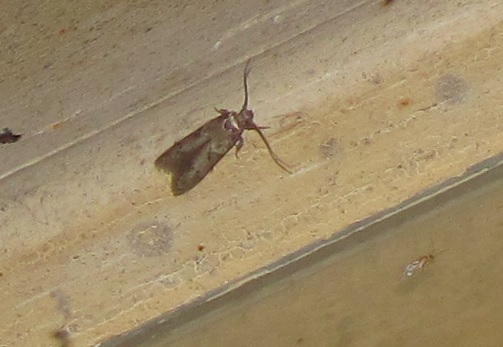 Blastobasis glandulella (Blastobasidae)?